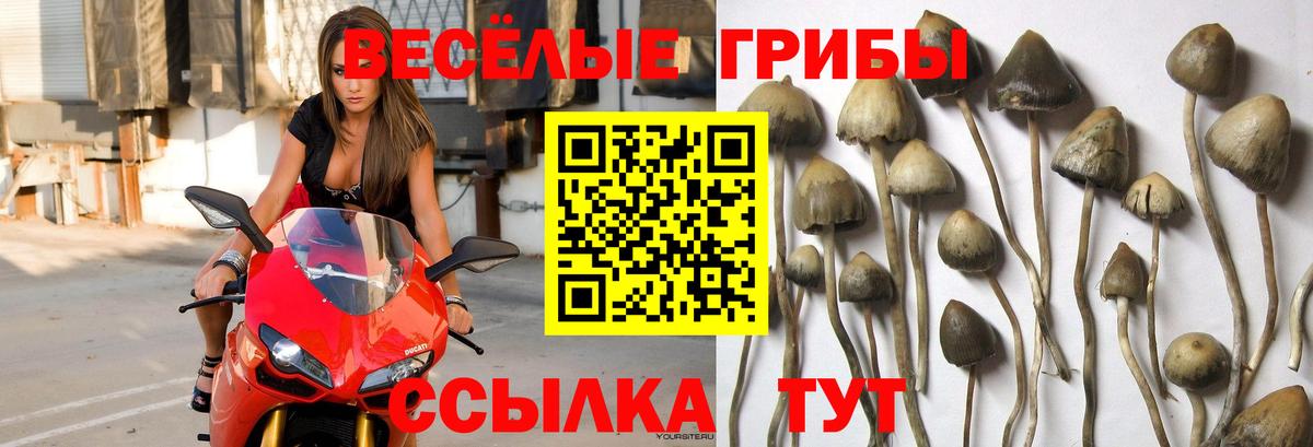 Псилоцибиновые грибы Magic Shrooms Мытищи